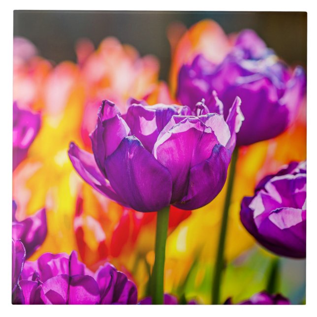 Tulips Enchanting Purple Tile (Front)