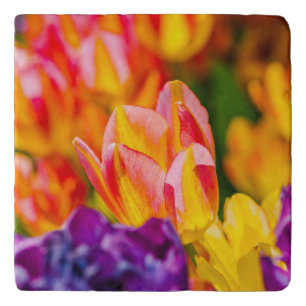 Tulips Enchanting Trivet