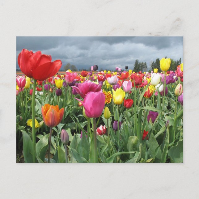 Tulips Field Postcard (Front)