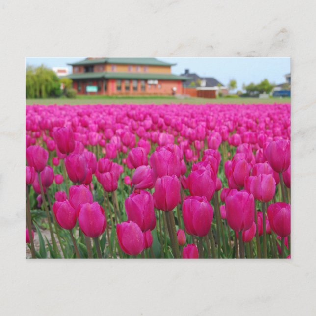 Tulips Field Postcard (Front)
