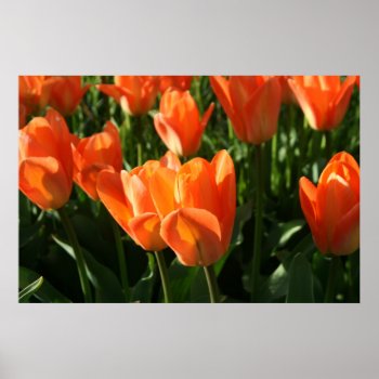 Tulips Fine Art Print by TheInspiredEdge at Zazzle