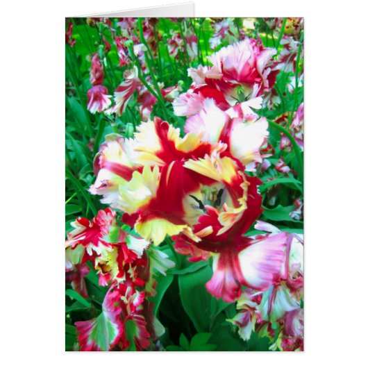 Tulips flower cards (Front)