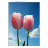 Tulips flowers in blue sky (Front)