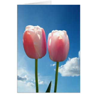Tulips flowers in blue sky