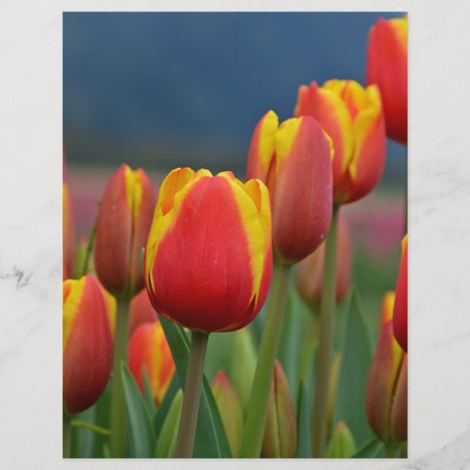 Tulips for Mom (Front)