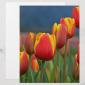 Tulips for Mom (Front/Back)