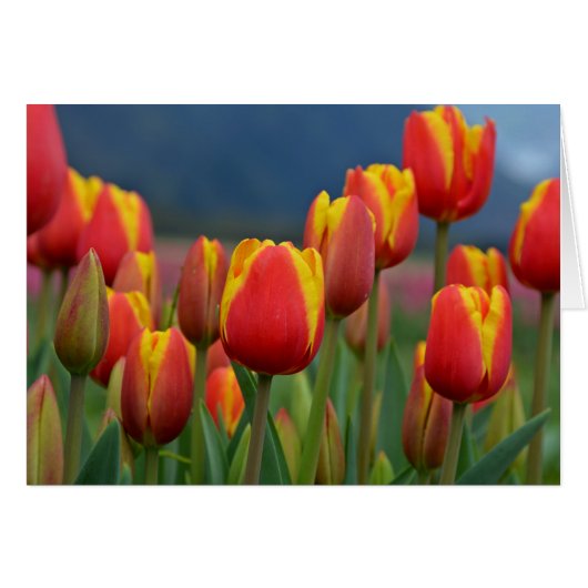 Tulips for Mom Cards (Front Horizontal)