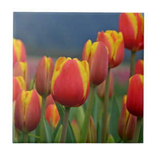 Tulips for Mom Ceramic Tile