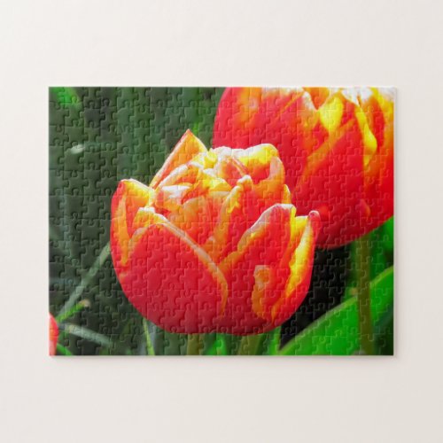 Tulips from Amsterdam Jigsaw Puzzle