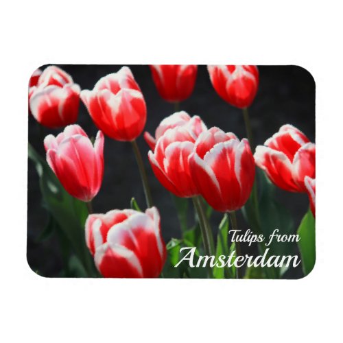 Tulips from Amsterdam Magnet