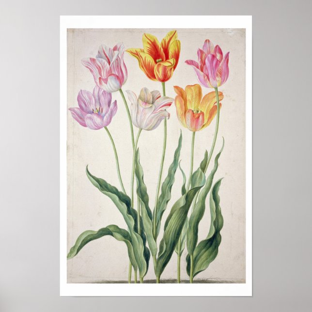 Tulips, from the 'Nassau Florilegium' (w/c on pape Poster (Front)