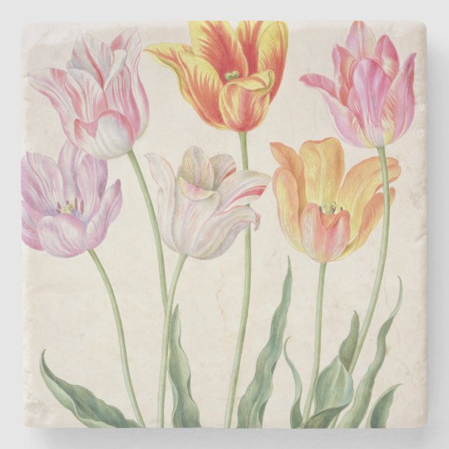 Tulips, from the 'Nassau Florilegium' (w/c on pape Stone Coaster (Front)