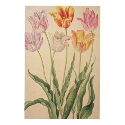 Tulips from the Nassau Florilegium wc on pape Wood Wall Decor