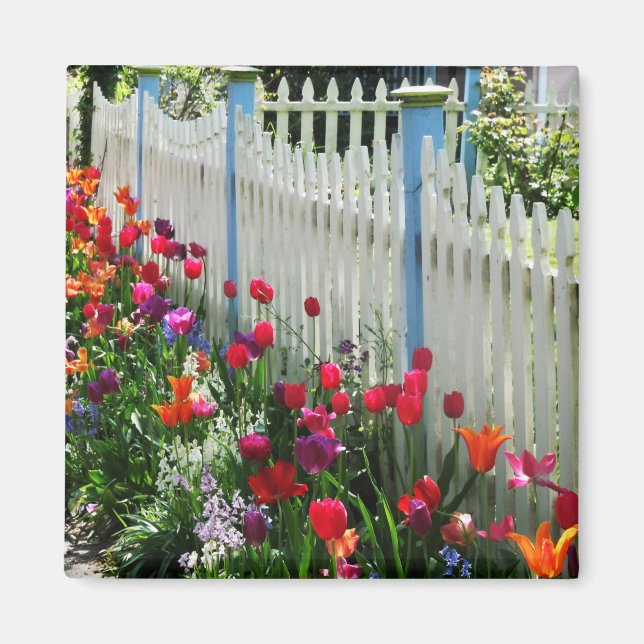 tulips garden white picket fence Cape May NJ photo Magnet (Front)