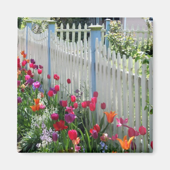 Tulips garden white picket fence square magnet (Front)