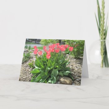 Tulips Get Well Swiftly Card by Rinchen365flower at Zazzle