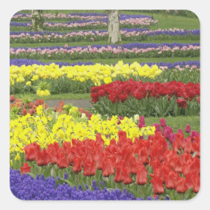 Tulips, Grape Hyacinth, and Daffodils, 2 Square Sticker