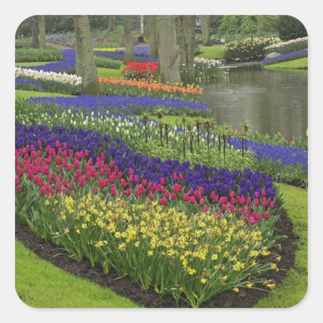 Tulips, Grape Hyacinth, and daffodils, Square Sticker (Front)