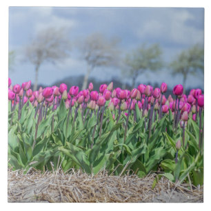 Tulips in a field in Holland ceramic tile