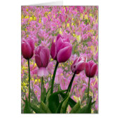 Tulips in a Garden (Front)