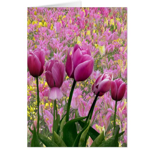 Tulips in a Garden Cards (Front)