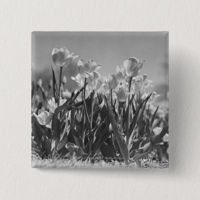 Tulips in bloom button (Front)