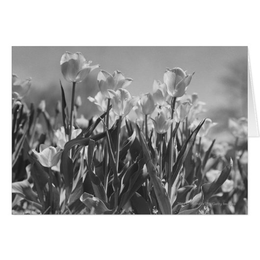 Tulips in bloom cards (Front Horizontal)