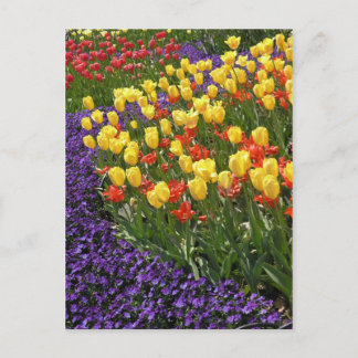 Tulips in full color postcard