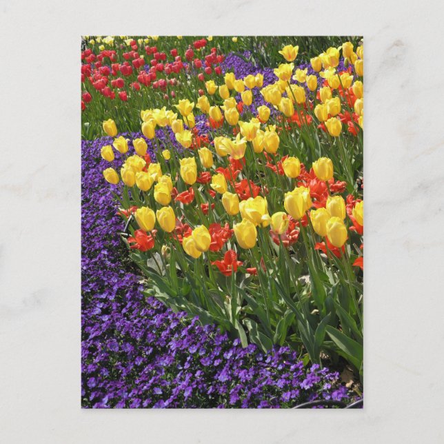 Tulips in full color postcard (Front)