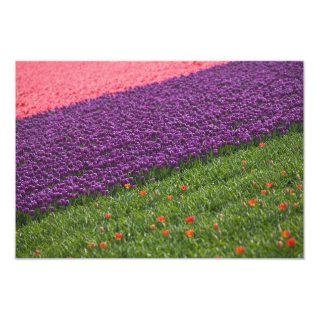 Tulips in Keukenhof Gardens, Amsterdam, 2 Photo Print (Front)