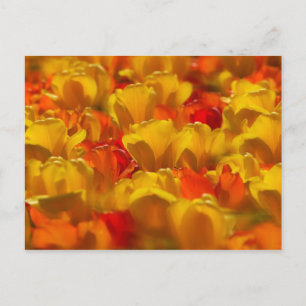 Tulips in Keukenhof Gardens, Amsterdam, 2 Postcard