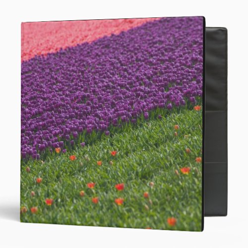 Tulips in Keukenhof Gardens Amsterdam 3 Binder