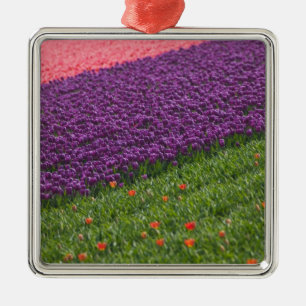 Tulips in Keukenhof Gardens, Amsterdam, 3 Metal Ornament