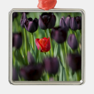 Tulips in Keukenhof Gardens, Amsterdam, Metal Ornament