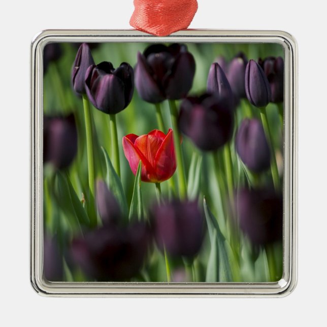 Tulips in Keukenhof Gardens, Amsterdam, Metal Ornament (Front)