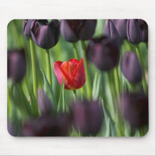 Tulips in Keukenhof Gardens, Amsterdam, Mouse Pad