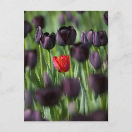 Tulips in Keukenhof Gardens Amsterdam Postcard