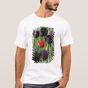 Tulips in Keukenhof Gardens, Amsterdam, T-Shirt