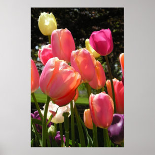 tulips in Rhode Island Poster