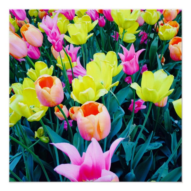 Tulips in the City Poster (Front)