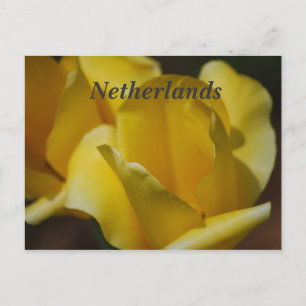 Tulips in the Netherlands Postcard