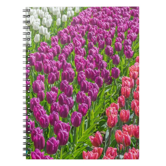 Tulips in three colours notebook (Front)