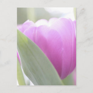 Tulips, Keukenhoff Gardens, Netherlands. 2 Postcard