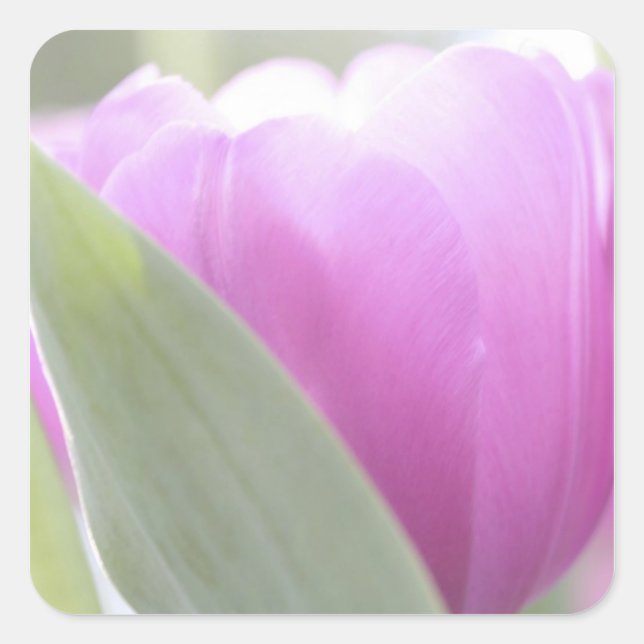Tulips, Keukenhoff Gardens, Netherlands. 2 Square Sticker (Front)