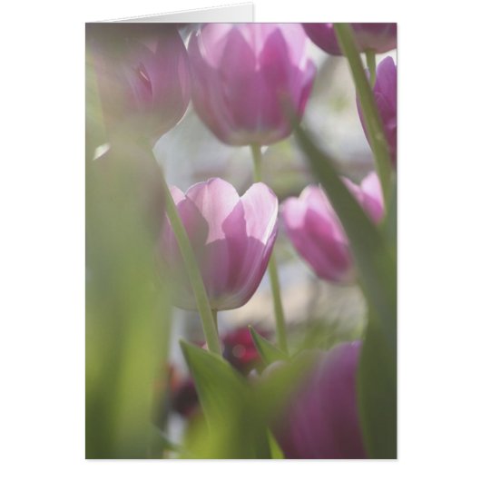Tulips, Keukenhoff Gardens, Netherlands. Cards (Front)