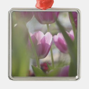 Tulips, Keukenhoff Gardens, Netherlands. Metal Ornament