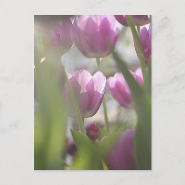 Tulips, Keukenhoff Gardens, Netherlands. Postcard (Front)