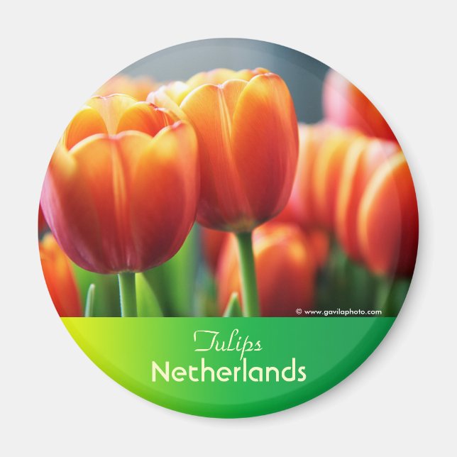 Tulips Magnet (Front)