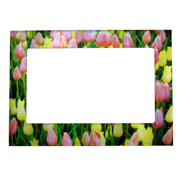 tulips magnetic picture frame (Front)