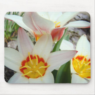 TULIPS MOUSEPADS White Tulip Flowers MOUSE PAD
